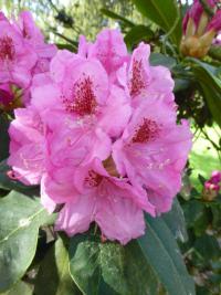 Pěnišník 'Hurricane' (Rhododendron)