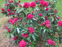 Pěnišník 'Vilém Heckel' (Rhododendron)