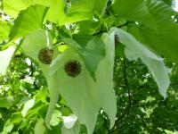 Davidie listenová Vilmorinova - větévky s květy (Davidia involucrata var vilmoriniana)