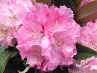 Pěnišník jakušimský 'Arabella' (Rhododendron degronianum subsp. yakushimanum)