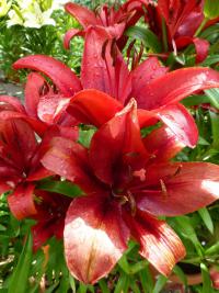 Lilie 'Original Love' - LA hybridy