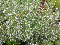 Marulka šantovitá 'Triumphator' (Calamintha nepeta)