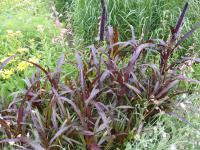 Dochan 'Purple Majesty' (Pennisetum glaucum)