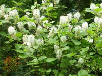 Fotergila Gardenova - v květu (Fothergilla gardenii)