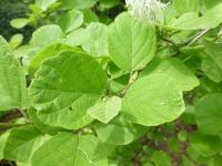 Fotergila Gardenova - mladý list (Fothergilla gardenii)