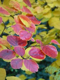 Fotergila Gardenova - podzimní zbarvení (Fothergilla gardenii)