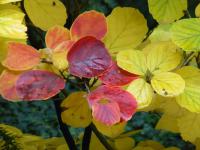 Fotergila Gardenova - podzimní zbarvení (Fothergilla gardenii)