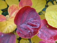 Fotergila Gardenova - podzimní list (Fothergilla gardenii)
