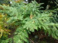 Podezřeň královská (Osmunda regalis) Podezřeň královská (Osmunda regalis)