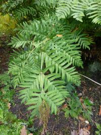 Podezřeň královská (Osmunda regalis) Podezřeň královská (Osmunda regalis)