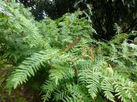 Podezřeň královská (Osmunda regalis) Podezřeň královská (Osmunda regalis)