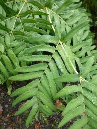 Podezřeň královská (Osmunda regalis) Podezřeň královská (Osmunda regalis)