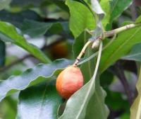 Slizoplod zvlněný - větévka s plodem (Pittosporum undulatum)