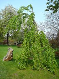 Japonská zahrada (BZ Praha)