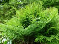 Podezřeň královská (Osmunda regalis) Podezřeň královská (Osmunda regalis)