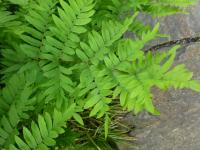 Podezřeň královská (Osmunda regalis) Podezřeň královská (Osmunda regalis)