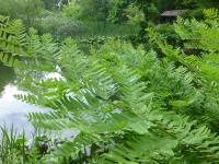 Podezřeň královská (Osmunda regalis) Podezřeň královská (Osmunda regalis)
