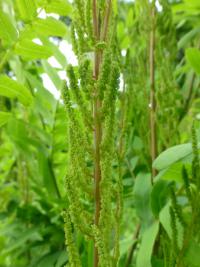 Podezřeň královská (Osmunda regalis) Podezřeň královská (Osmunda regalis)