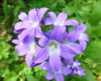 Zvonek mléčný 'Superba' (Campanula lactiflora)