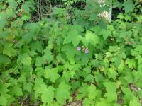 Ostružiník vonný (Rubus odoratus)
