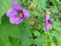 Ostružiník vonný - větévka s květy (Rubus odoratus)