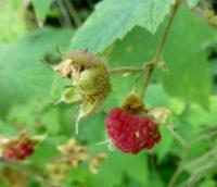 Ostružiník vonný - po odkvětu (Rubus odoratus)