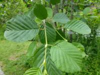 Olše podlouhlolistá - větévka s listy (Alnus oblongifolia)