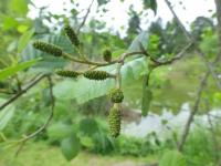 Olše podlouhlolistá - jehnědy (Alnus oblongifolia)