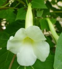 Ukarína (Uncarina leptocarpa)