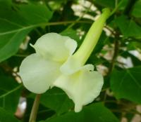 Ukarína (Uncarina leptocarpa)