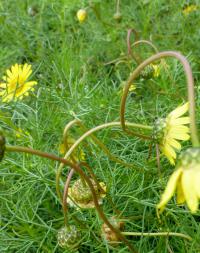 Ursinie (Ursinia nana)