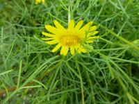 Ursinie (Ursinia nana)