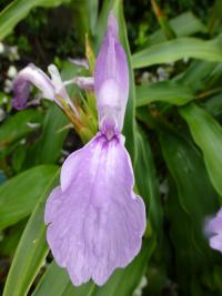 Roscoea (Roscoea purpurea)