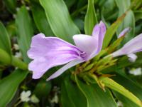 Roscoea (Roscoea purpurea)