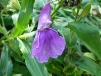 Roscoea (Roscoea auriculata)