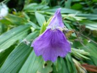 Roscoea (Roscoea auriculata)