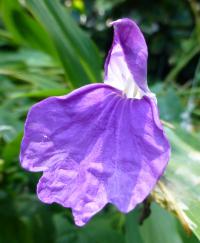 Roscoea (Roscoea auriculata)