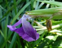 Roscoea (Roscoea auriculata)
