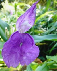 Roscoea