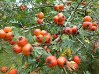 Hloh vratičolistý - větve s plody (Crataegus tanacetifolia)