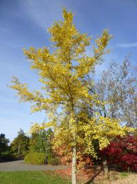 Ginkgo biloba   jinan dvoulaločný rostlina