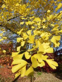 Ginkgo biloba   jinan dvoulaločný listy podzim