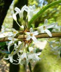 Vonokvětka Burkwoodova - větévka s květy (Osmanthus x burkwoodii)