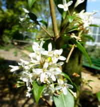 Vonokvětka Burkwoodova - větévka s květy (Osmanthus x burkwoodii)