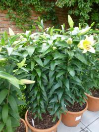 Lilie 'Eldoret' - OT Hybridy