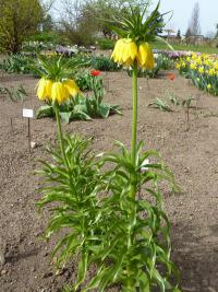 Řebčík královský (Fritillaria imperialis) Řebčík královský (Fritillaria imperialis)