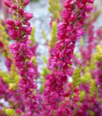 Vřes obecný 'Yellow Beauty' - větévka s květy (Calluna vulgaris)