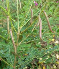 Indigovník Gerardův (Indigofera heterantha)