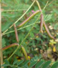 Indigovník Gerardův (Indigofera heterantha)