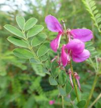 Indigovník Gerardův (Indigofera heterantha)